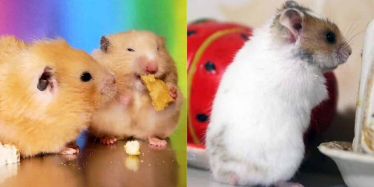 Quel est le rongeur le moins cher ?