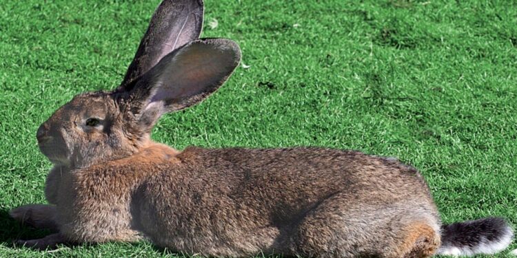 Quel est le rongeur le plus affectueux ?