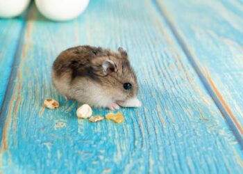 Quel est le rongeur le plus affectueux ?