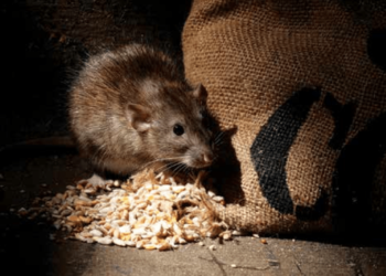 Quel est le rongeur le plus affectueux ?