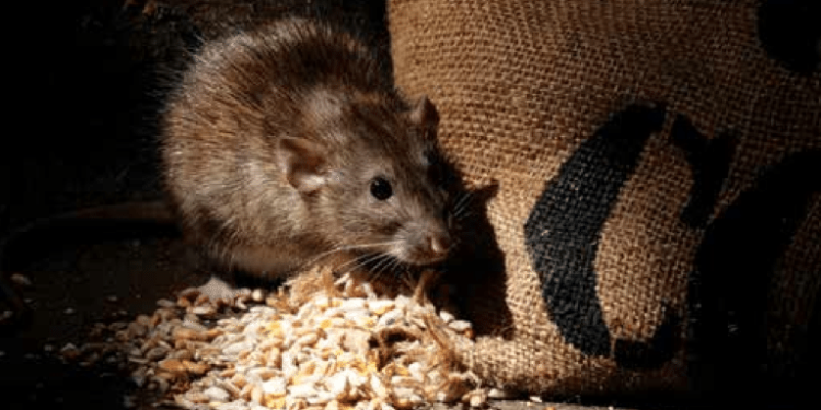 Quel est le rongeur le plus affectueux ?