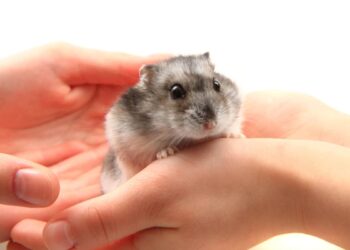 Quel est le rongeur le plus affectueux ?