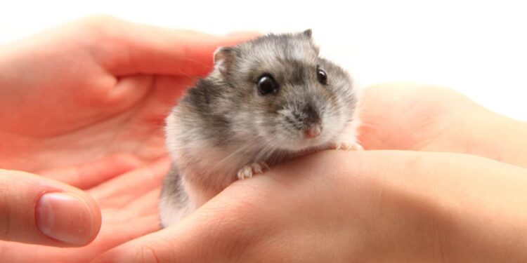 Quel est le rongeur le plus affectueux ?
