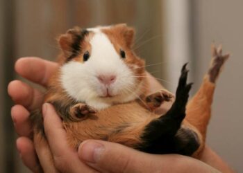 Quel est le rongeur le plus affectueux ?