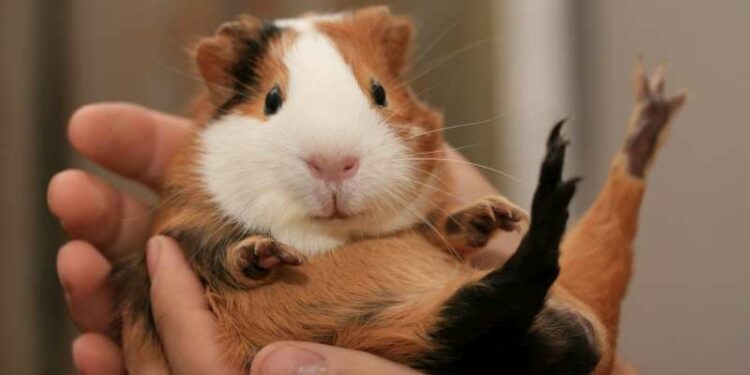 Quel est le rongeur le plus affectueux ?