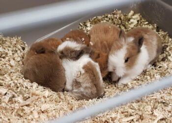 Quel est le rongeur le plus câlin ?