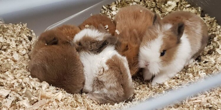 Quel est le rongeur le plus câlin ?