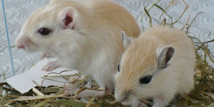 Quel est le rongeur le plus calin ?