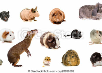 Quel est le rongeur le plus propre ?