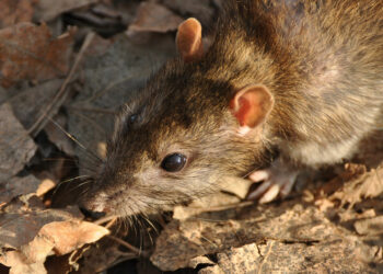 Quel est le rongeur le plus propre ?