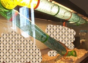 Quel est le rongeur le plus propre ?