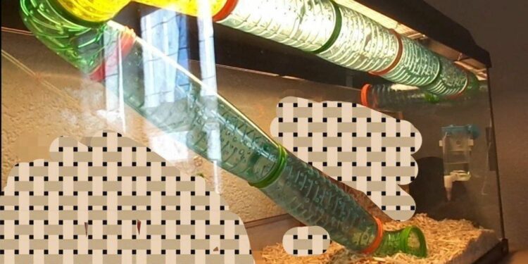 Quel est le rongeur le plus propre ?