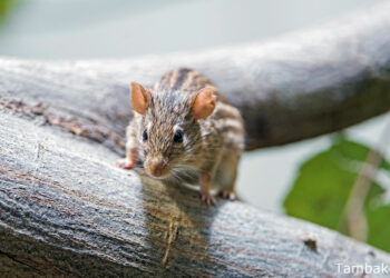 Quel est le rongeur le plus propre ?