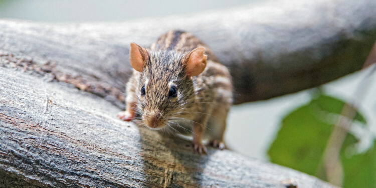 Quel est le rongeur le plus propre ?