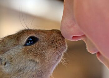 Quel est le rongeur le plus propre ?
