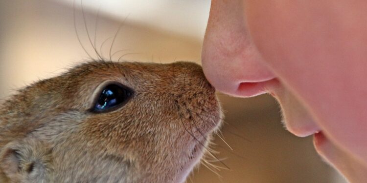 Quel est le rongeur le plus propre ?