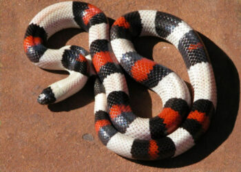 Quel est le serpent le moins dangereux ?