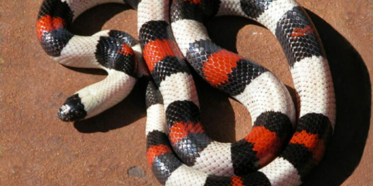 Quel est le serpent le moins dangereux ?