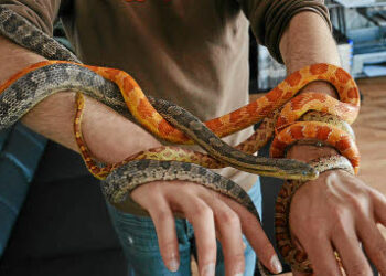 Quel est le serpent le plus affectueux ?