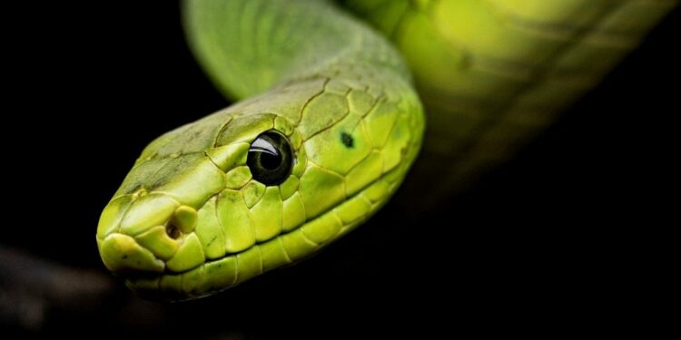 Quel est le serpent le plus affectueux ?