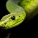 Quel est le serpent le plus affectueux ?