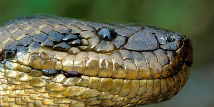 Quel est le serpent le plus cher ?