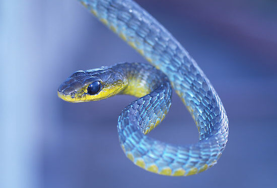 Quel est le serpent le plus dangereux ?