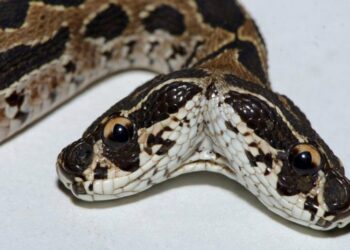 Quel est le serpent le plus dangereux ?