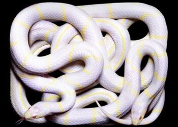 Quel est le serpent le plus dangereux en France ?