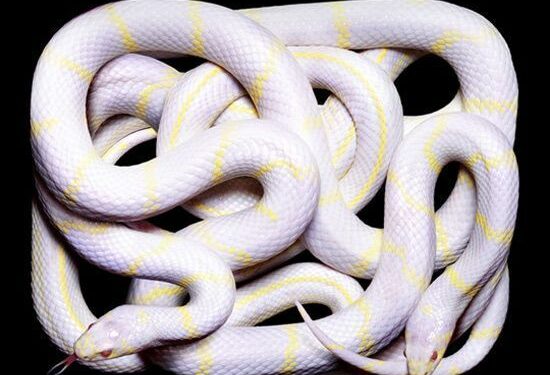 Quel est le serpent le plus dangereux en France ?