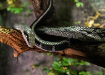 Quel est le serpent le plus gentil ?