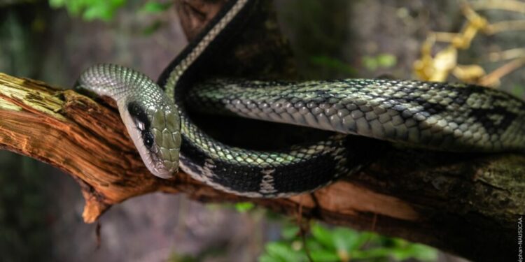Quel est le serpent le plus gentil ?