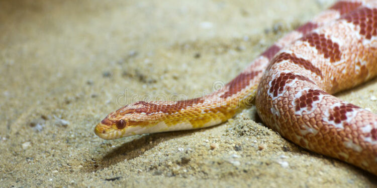 Quel est le serpent le plus gentil ?