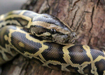 Quel est le serpent le plus gentil ?