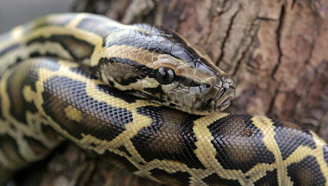 Quel est le serpent le plus gentil ?