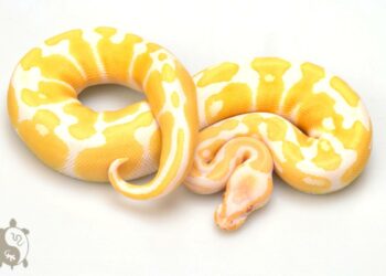 Quel est le serpent le plus gentil ?