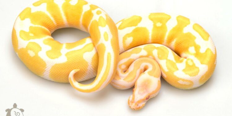 Quel est le serpent le plus gentil ?