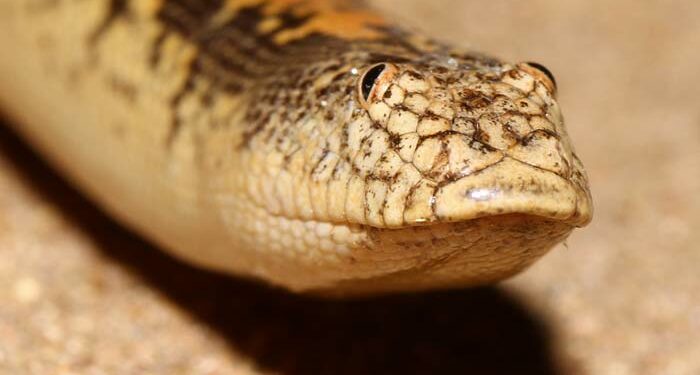 Quel est le serpent le plus gentil ?