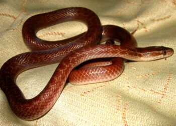 Quel est le serpent le plus gentil ?