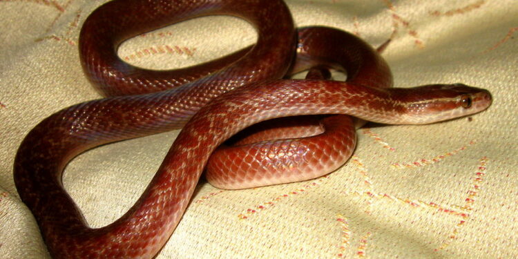Quel est le serpent le plus gentil ?
