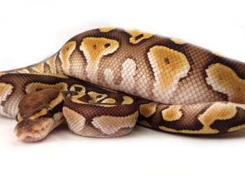 Quel est le serpent le plus gentil ?