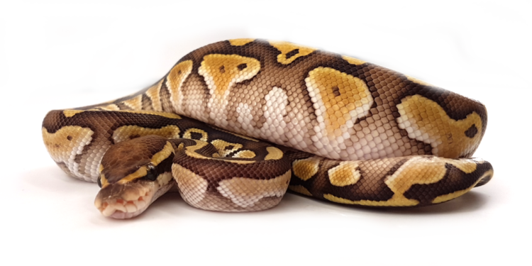 Quel est le serpent le plus gentil ?