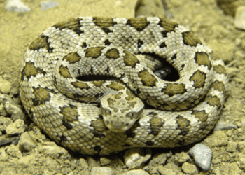 Quel est le serpent le plus gentil ?