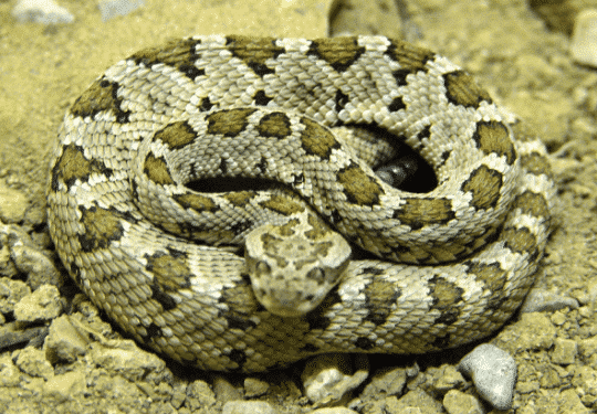 Quel est le serpent le plus gentil ?