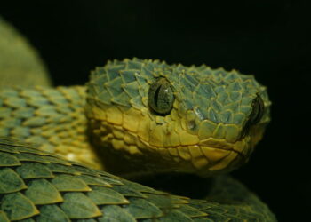 Quel est le serpent le plus gentil ?