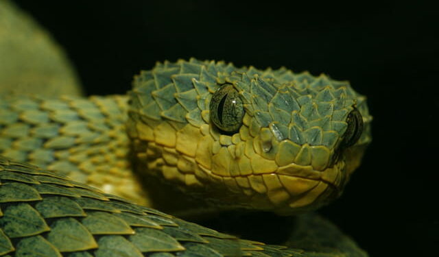 Quel est le serpent le plus gentil ?