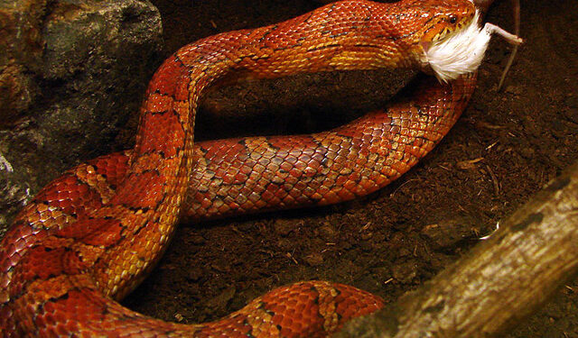 Quel est le serpent le plus inoffensif ?