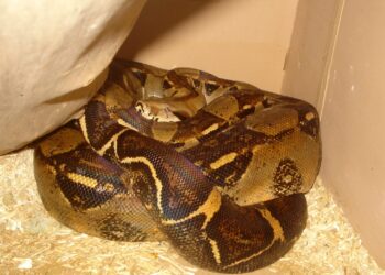 Quel est le serpent le plus inoffensif ?