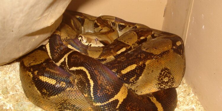 Quel est le serpent le plus inoffensif ?