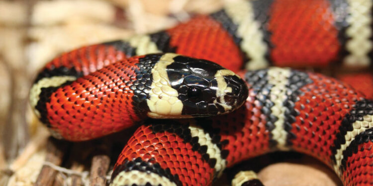 Quel est le serpent le plus inoffensif ?